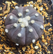 Load image into Gallery viewer, Astrophytum Asterias 'Purple'
