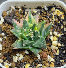 Load image into Gallery viewer, Obregonia denegrii variegated

