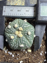 Load image into Gallery viewer, Astrophytum asterias
