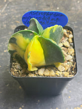 Load image into Gallery viewer, Astrophytum myriostigma variegated
