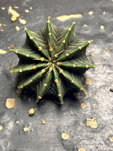 Load image into Gallery viewer, Gymnocalycium Friedrichii
