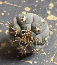 Load image into Gallery viewer, GYMNOCALYCIUM spegazzinii v.unguispinum
