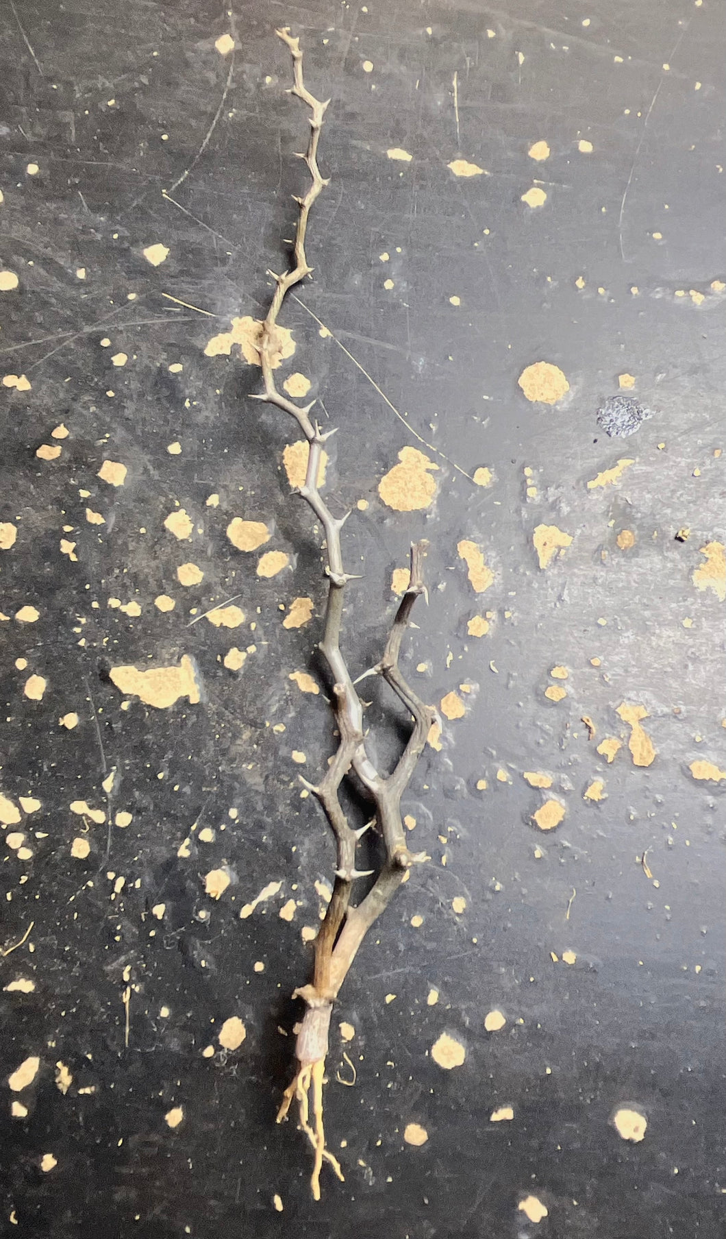 Decaryia madagascariensis