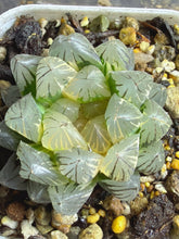 Load image into Gallery viewer, HAWORTHIA BLACK OB VARIEGATED NEON VARIEGATED
