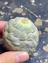 Load image into Gallery viewer, Tephrocactus geometricus

