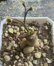 Load image into Gallery viewer, Euphorbia primulifolia

