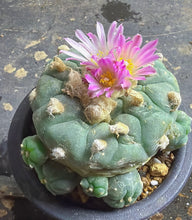Load image into Gallery viewer, Lophophora peyote
