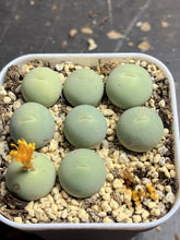 Load image into Gallery viewer, conophytum calculus
