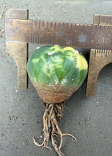 Load image into Gallery viewer, Astrophytum asterias Variegated
