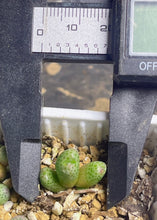 Load image into Gallery viewer, Conophytum marginatum ssp.
