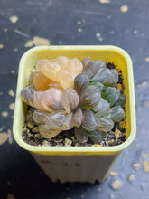 Load image into Gallery viewer, Haworthia cooperi var. obtusa &#39; Blue mirror &#39;Variegated
