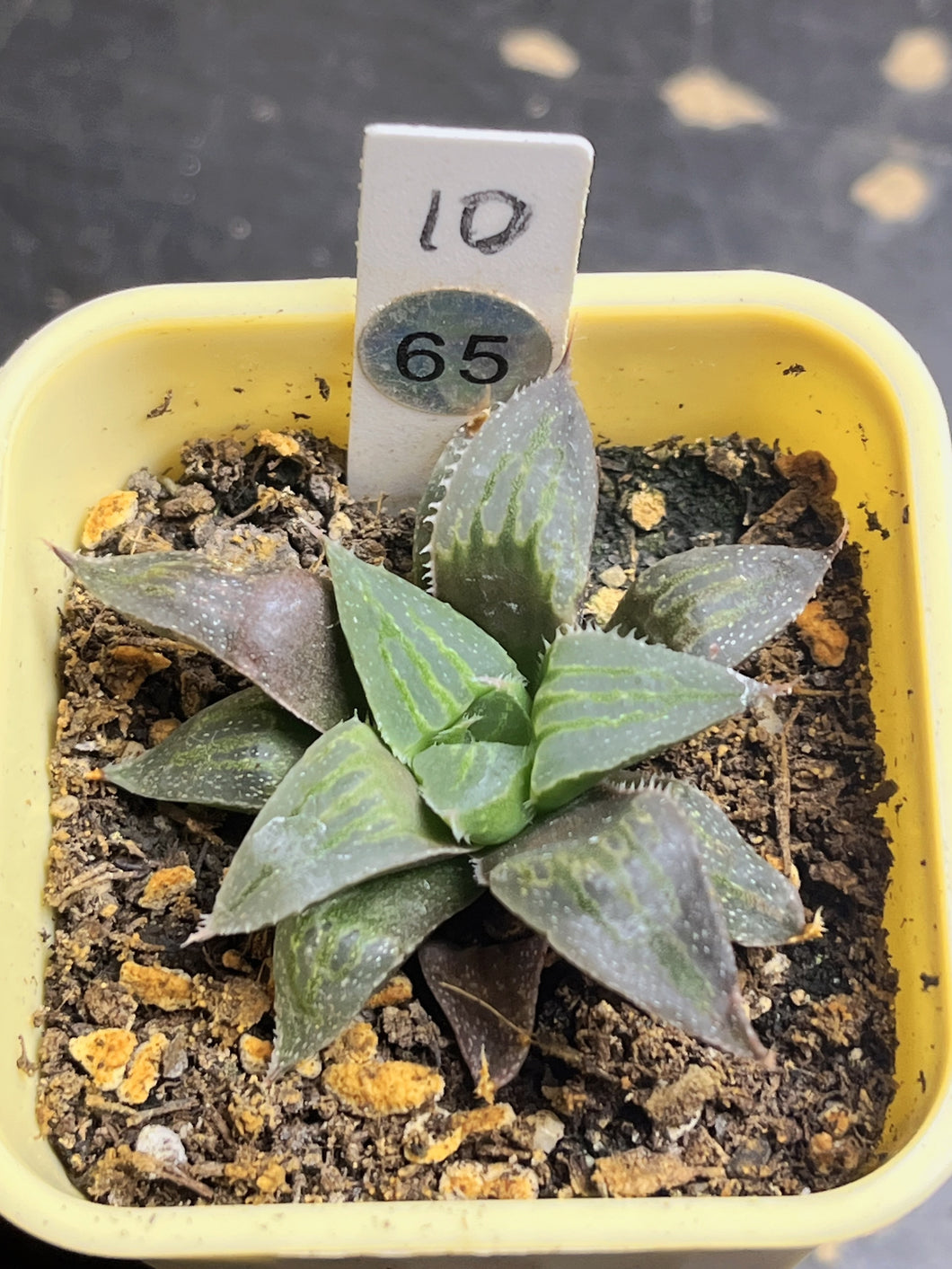 Haworthia variegated