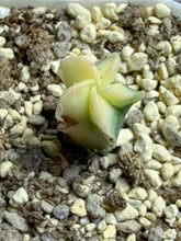 Load image into Gallery viewer, Astrophytum myriostigma variegated

