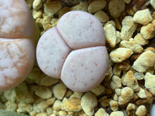 Load image into Gallery viewer, Lithops lesliei, Tri-Lobed Mercedes Offset Rare Living Stone
