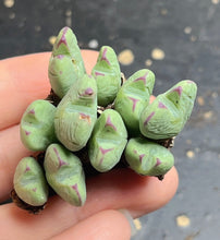 Load image into Gallery viewer, Conophytum bilobum
