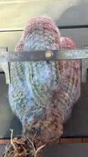 Load image into Gallery viewer, Echinocereus rigidissimus var.

