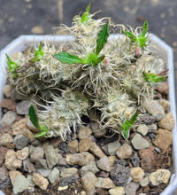 Load image into Gallery viewer, Euphorbia tulearensis

