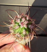 Load image into Gallery viewer, Echinocereus engelmannii
