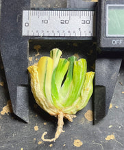 Load image into Gallery viewer, haworthia truncata variegated.
