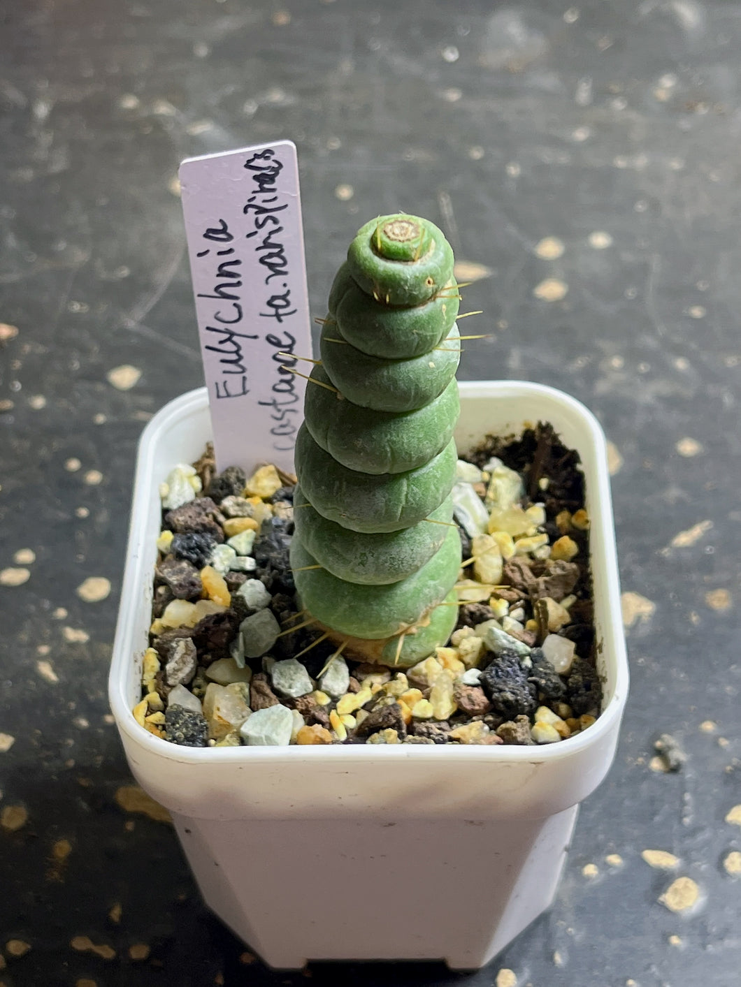 Eulychnia castanae fa. Varispiralis