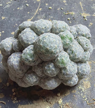 Load image into Gallery viewer, Mammillaria humboldtii
