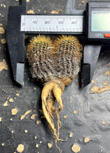 Load image into Gallery viewer, Frailea mammifera
