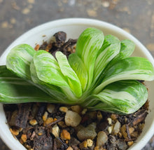 Load image into Gallery viewer, Haworthia truncata  variegated
