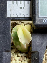 Load image into Gallery viewer, Astrophytum myriostigma variegated
