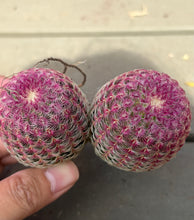 Load image into Gallery viewer, Echinocereus rigidissimus var.
