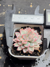Load image into Gallery viewer, Mebina variegata
