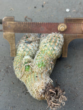 Load image into Gallery viewer, Ferocactus emoryi
