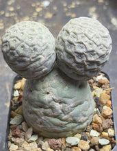 Load image into Gallery viewer, Tephrocactus geometricus
