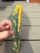 Load image into Gallery viewer, San pedro Variegate
