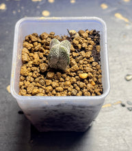 Load image into Gallery viewer, ASTROPHYTUM MYRIOSTIGMA CV. ONZUKA F. CRESTATA
