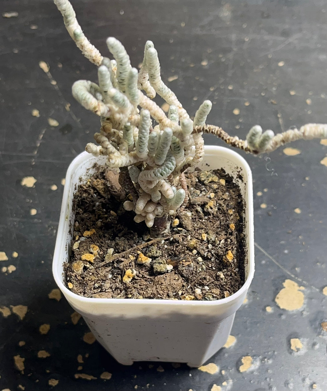 Anacampseros papyracea