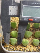 Load image into Gallery viewer, Conophytum bilobum （each）
