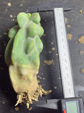 Load image into Gallery viewer, Lophocereus Schottii Monstrosus
