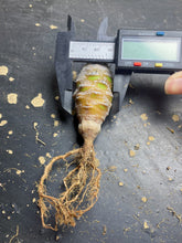 Load image into Gallery viewer, Euphorbia pachypodioides
