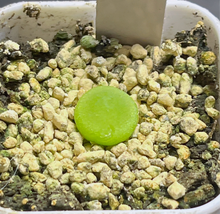 Load image into Gallery viewer, Conophytum Burgeri MRO117
