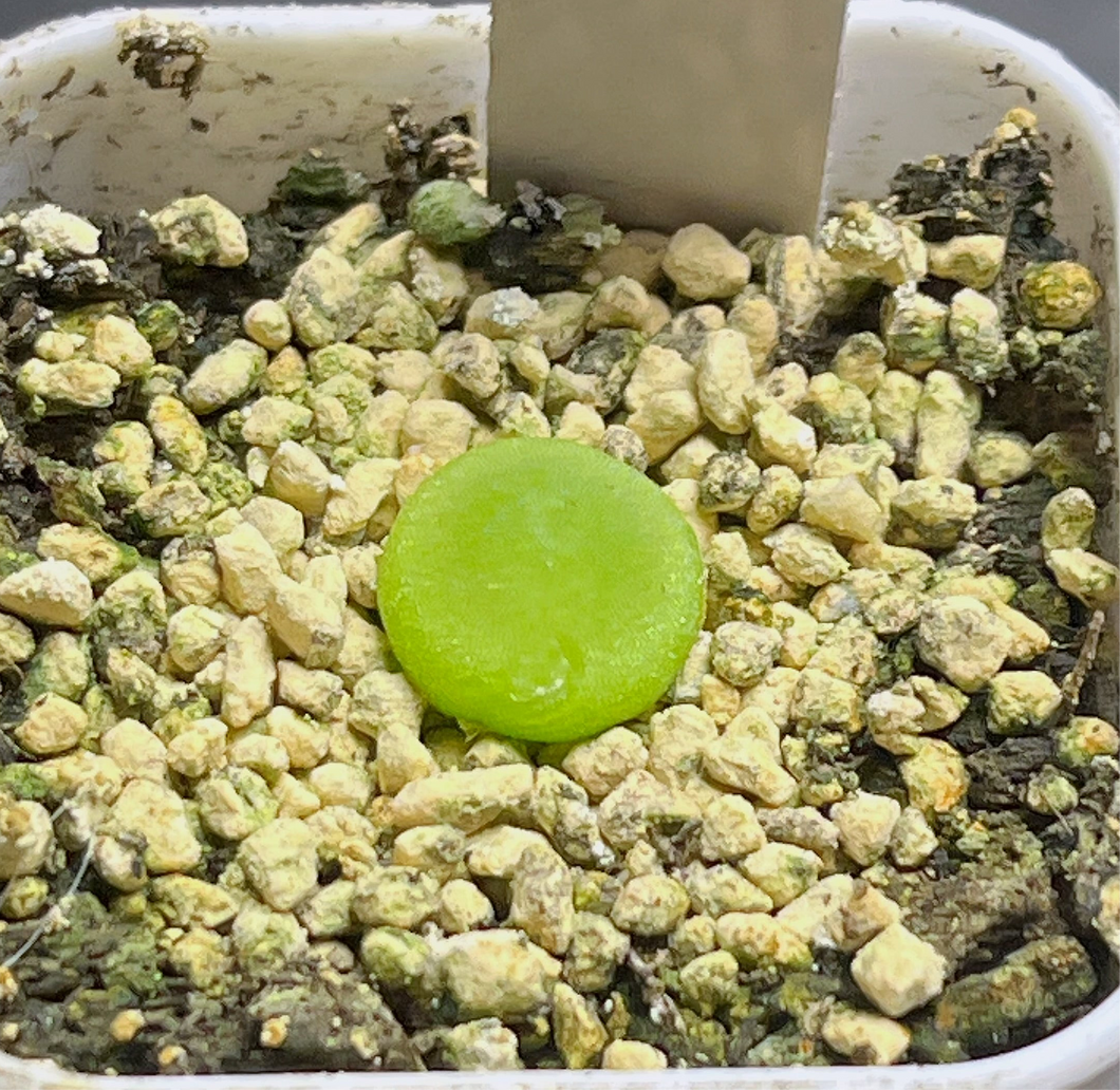 Conophytum Burgeri MRO117