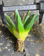 Load image into Gallery viewer, Agave Victoriae-Reginae
