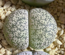 Load image into Gallery viewer, Lithops lesliei var. venteri 'Shiro-Bentengyoku'
