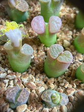Load image into Gallery viewer, Conophytum caroli, Pink Form
