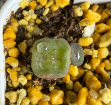 Load image into Gallery viewer, Conophytum cubicum（2‑headed）
