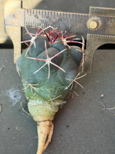 Load image into Gallery viewer, Thelocactus bicolor 'Takagi Hikanryu'
