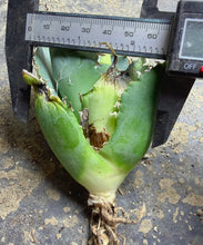 Load image into Gallery viewer, Agave titanota 'Caesar'
