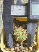 Load image into Gallery viewer, Sarcocaulon peniculinum
