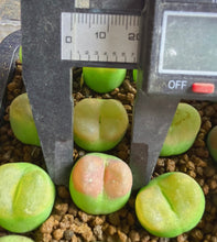 Load image into Gallery viewer, Conophytum Maughanii
