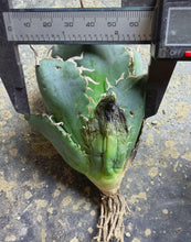 Load image into Gallery viewer, Agave titanota 'Caesar'
