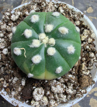 Load image into Gallery viewer, Astrophytum asterias
